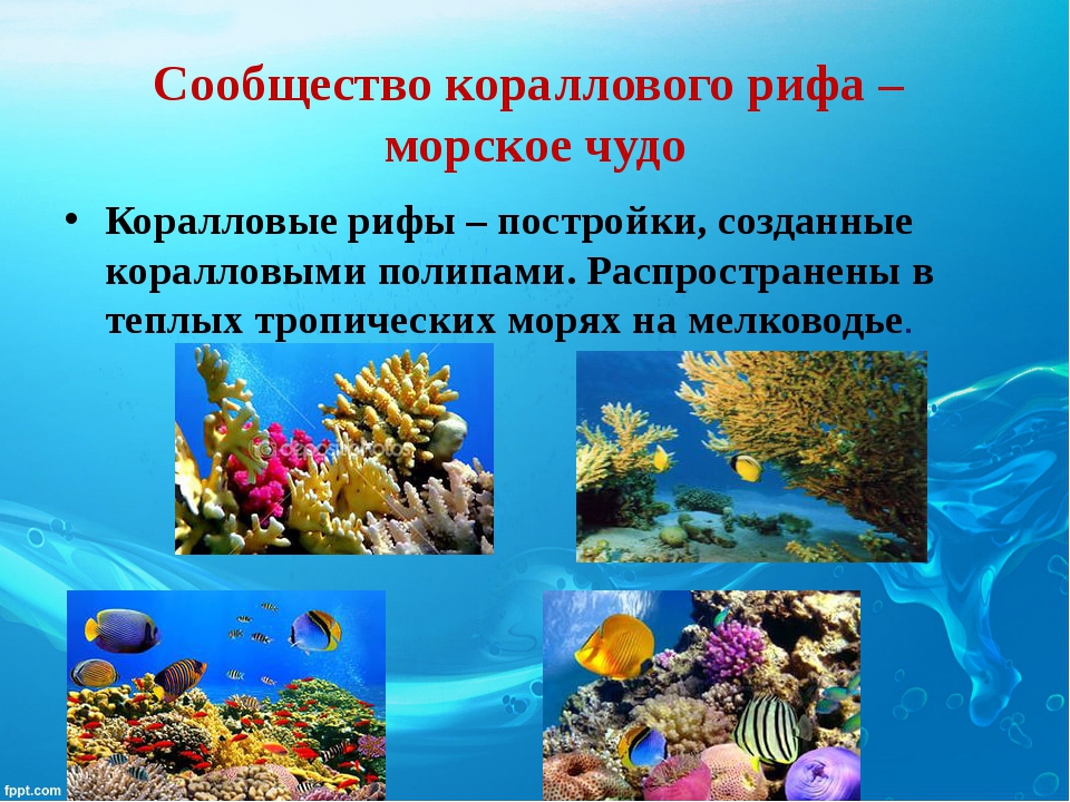 Сообщество кораллового рифа. Представители сообщества кораллового рифа. Презентация на тему коралловые рифы. Разнообразие жизни в океане. Организмы в морях и океанах.