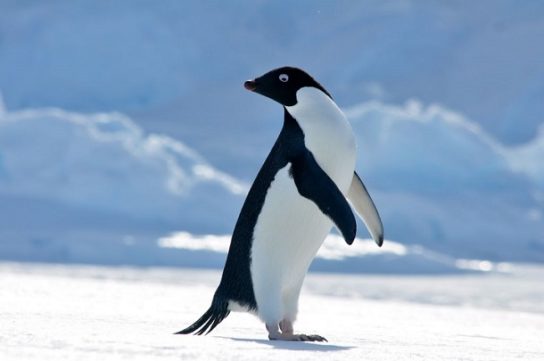 пингвин Адели