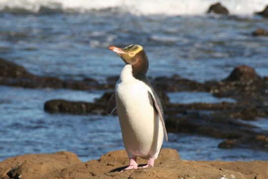 Желтоглазый пингвин