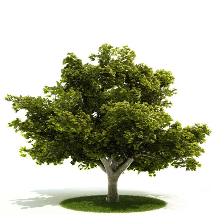 2 3 tree. Модель дерева. 3d дерево. Модель дерева и кустарника. Дерево 3d модель.