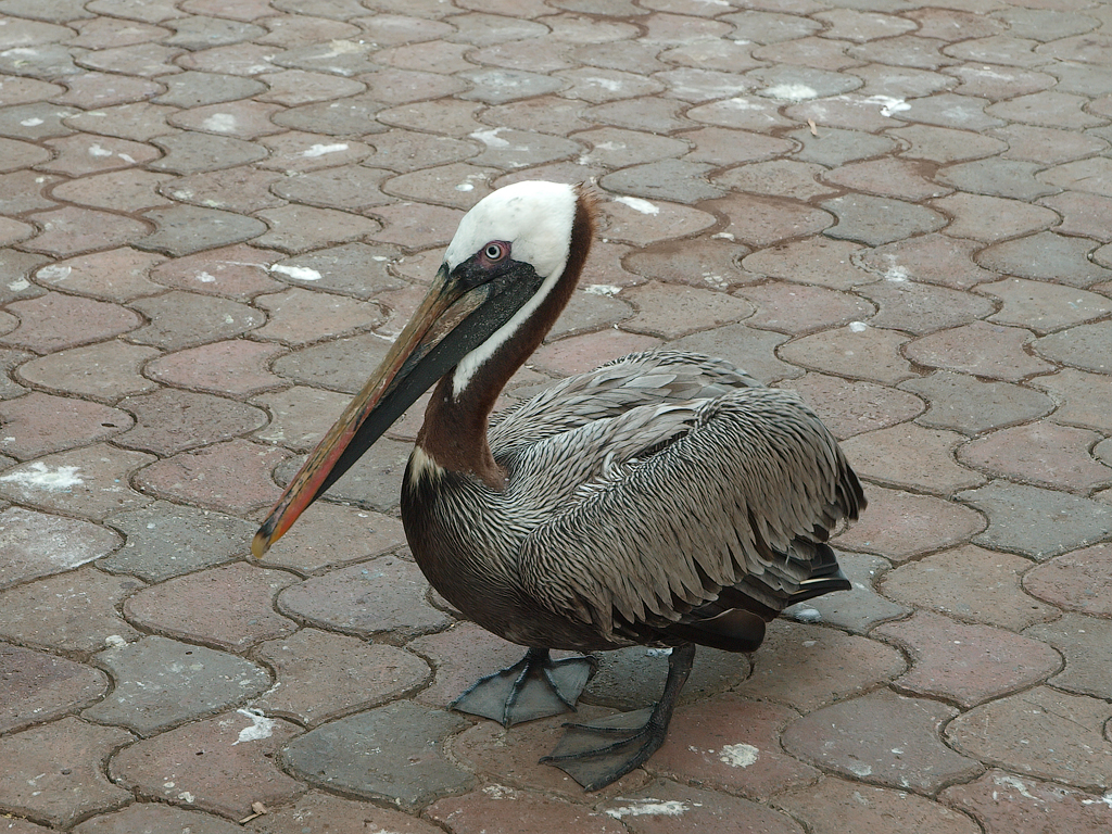 Brown Pelican from Santa Cruz Island