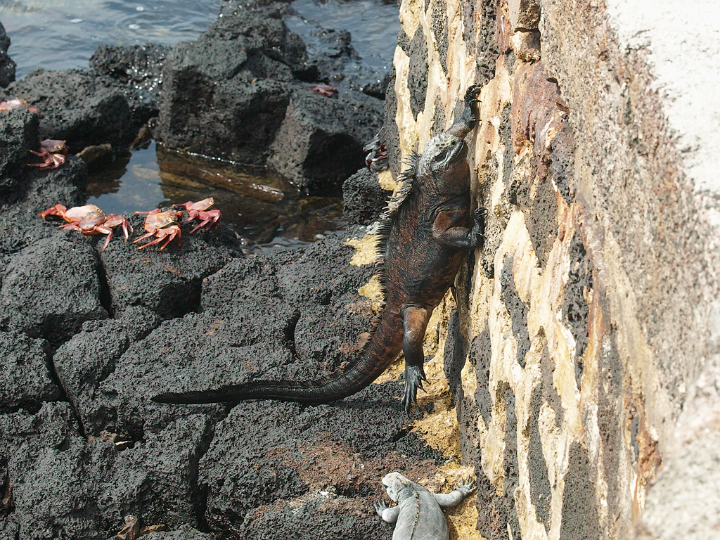 Santa Cruz Marine Iguana