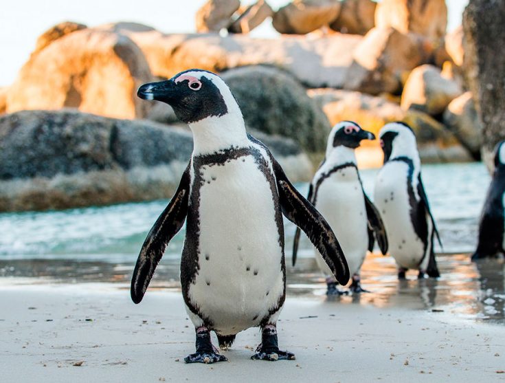 Очковые пингвины
