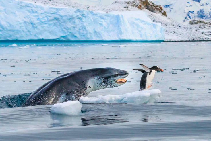 враги пингвинов