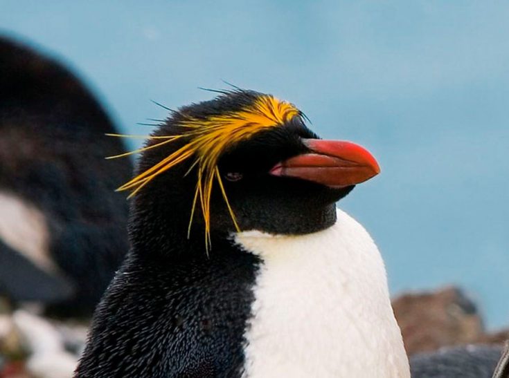 Златовласые пингвины