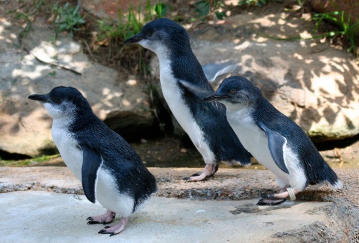 Малые пингвины