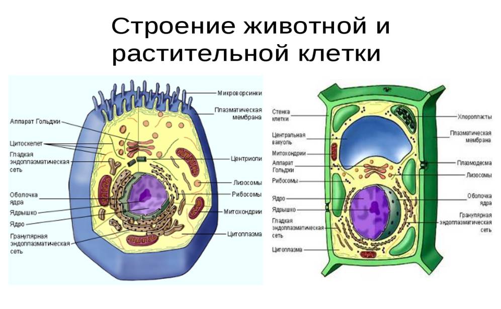 Растительная клетка царство. ЕГЭ биология строение животной клетки теория. Структура животной клетки 5 класс биология. Клетка животных 5 класс биология. Строение растительной клетки ЕГЭ биология.