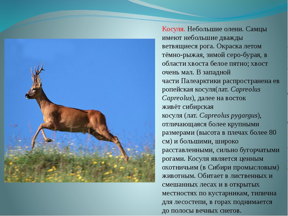Как будет олень на английском. Косуля описание. Животные из красной книги Северной Осетии. Названия оленей. Косуля из красной книги.