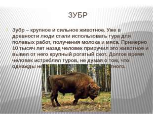 ЗУБР Зубр – крупное и сильное животное. Уже в древности люди стали использова