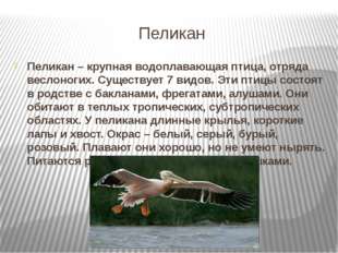 Пеликан Пеликан – крупная водоплавающая птица, отряда веслоногих. Существует