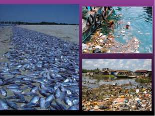 Время, необходимое для разложения различных видов отходов в океане. Виды отхо