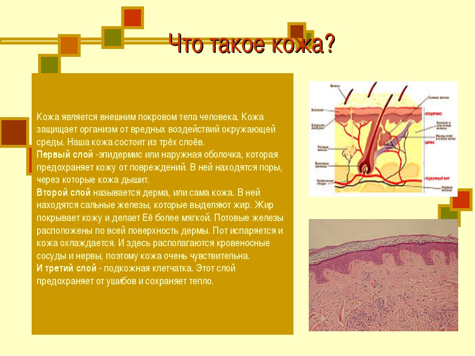 Презентация кожа человека