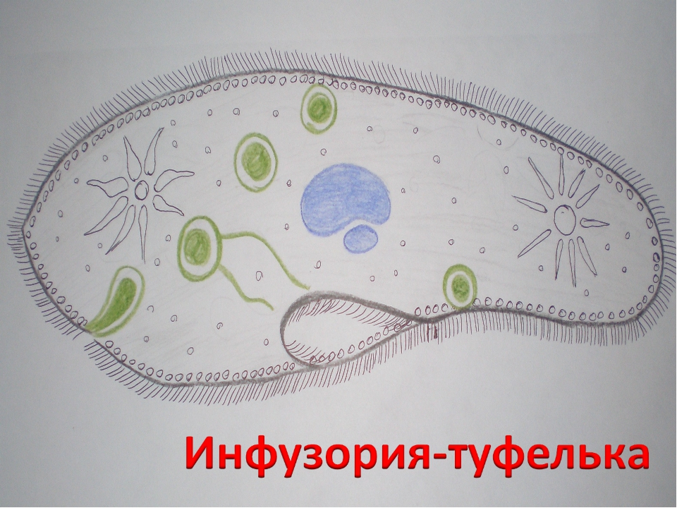 Инфузория рисунок с подписями. Инфузория туфелька биология 7. Что такое инфузория туфелька в биологии. Инфузория туфелька обыкновенная. Инфузория туфелька 7 класс биология.