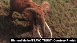 Satao was one of the largest elephants in Africa. He was killed by poachers for his ivory tusks on May 30, 2014.