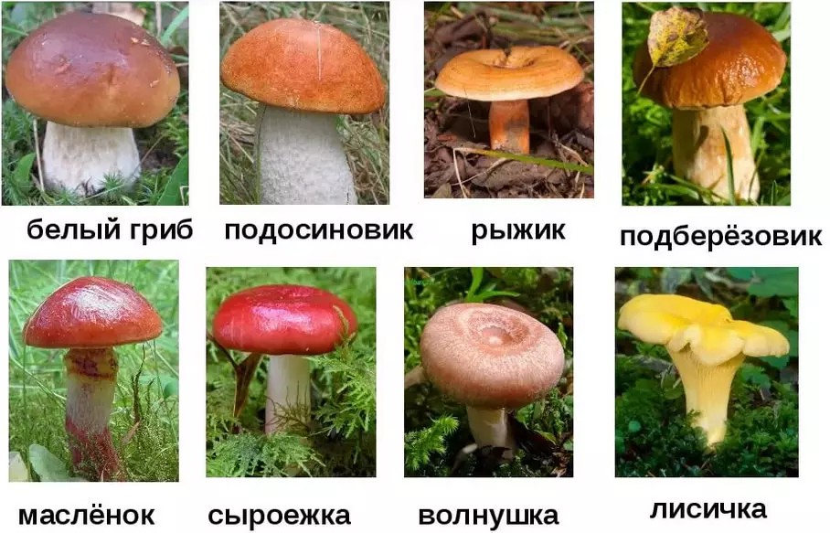 картинки грибов с названиями съедобные и несъедобные, фото 1