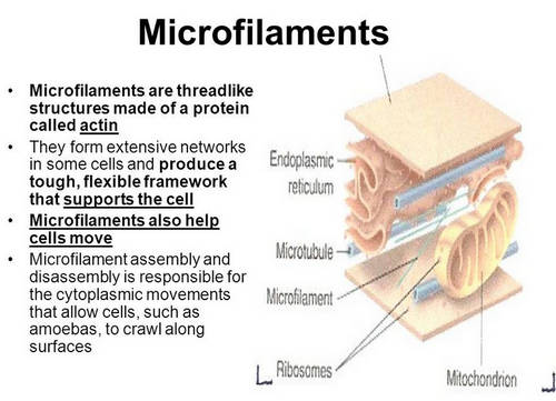 A microfilament is a structure in the cell that looks like a thread image photo picture