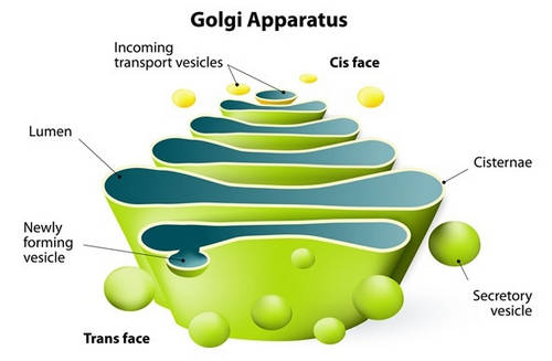 The Golgi apparatus of the human cell image photo picture
