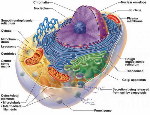 The anatomical presentation of the human cell image photo picture