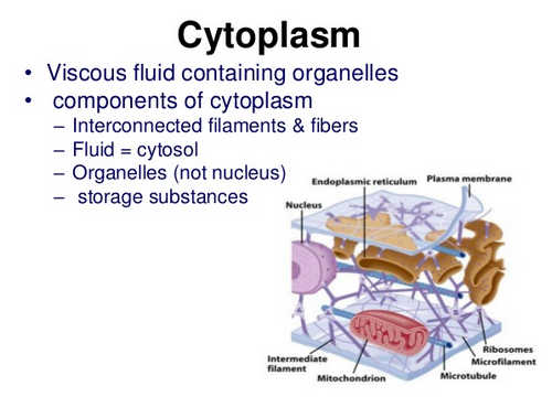 The cytoplasm of the human cell image photo picture