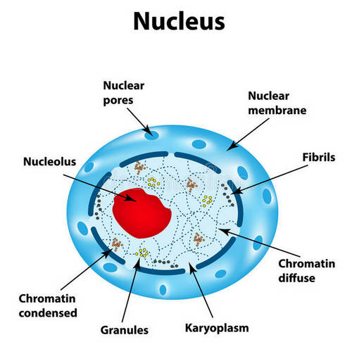 The nucleus of the human cell image photo picture