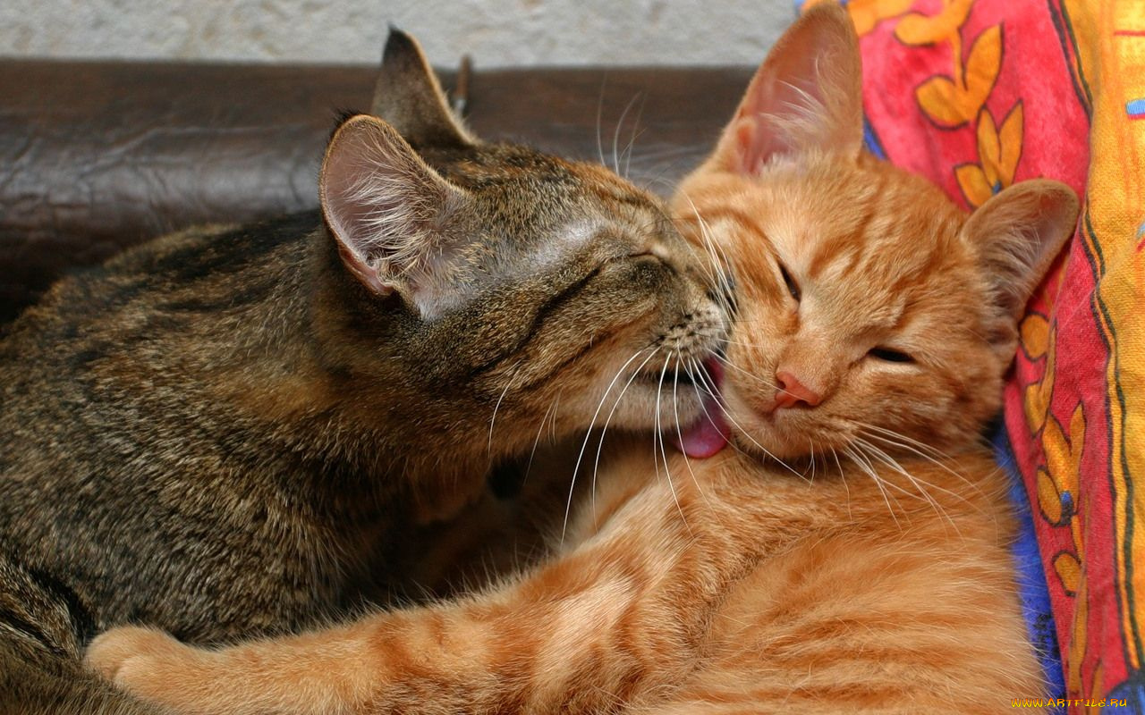 Фото кот целует кошку