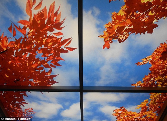 Autumn leaves: Marcus, 6, liked the look of this beautiful blue autumn sky shot through a window near trees