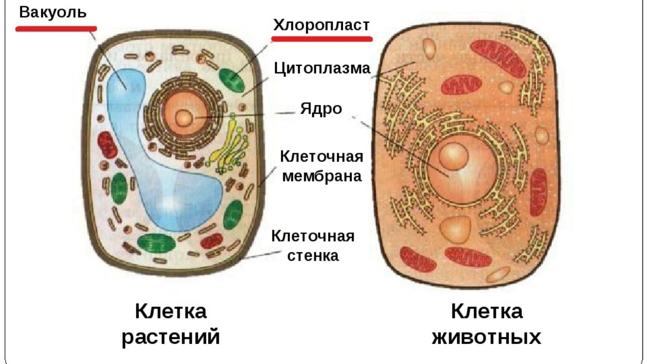 Клетка биология 9. Строение клетки животных 5 класс биология. Строение растительной и животной клетки 5 класс биология. Схема растительной клетки 5 класс биология. Строение растительной и животной клетки 5 класс.