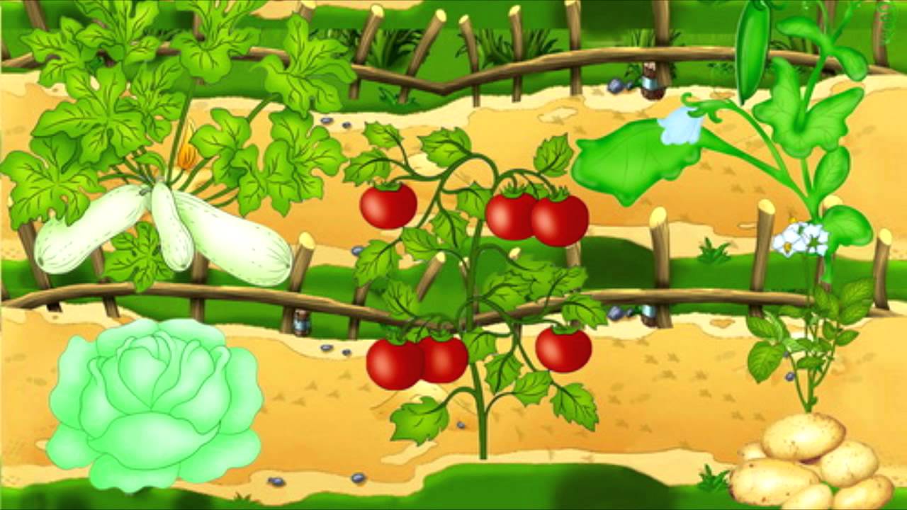 Нарисуем огород там растет два куста ягоды. Грядка с овощами для детей. Овощи на грядках для детского сада. Огород с грядками для детей. Огород в детском саду.