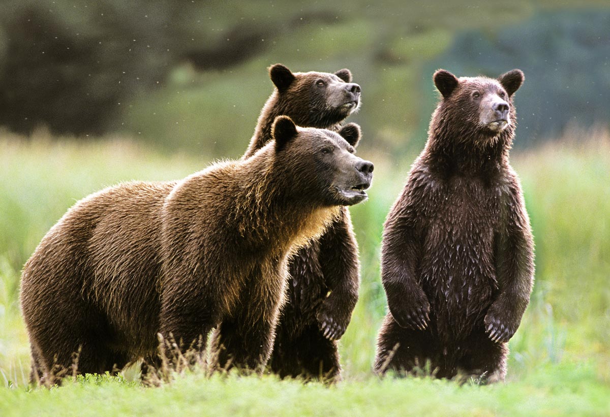 Группа бурого медведя. Гризли и бурый медведь. Гризли и бурый медведь отличия. Гризли североамериканский бурый медведь. Медведь Гризли с медвежатами.