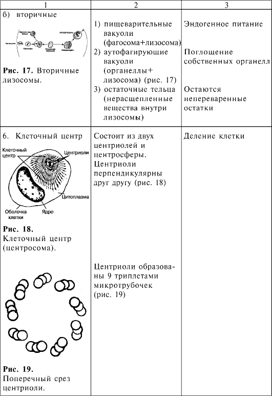 Таблицу органоиды эукариотической клетки. Эукариотическая клетка таблица строение и функции. Часть клетки органоид строение функции таблица. Строение и функции эукариотической клетки таблица. Строение и функционирование эукариотической клетки таблица.