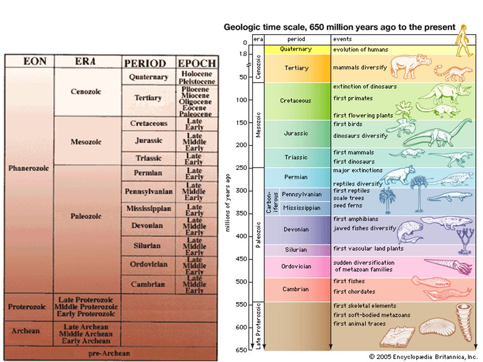 Геохронологическая шкала. Геохронологическая таблица эры и периоды.