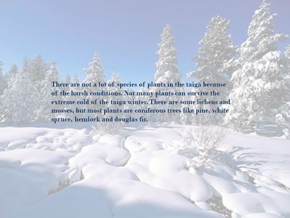 There are not a lot of species of plants in the taiga because of the harsh conditions.