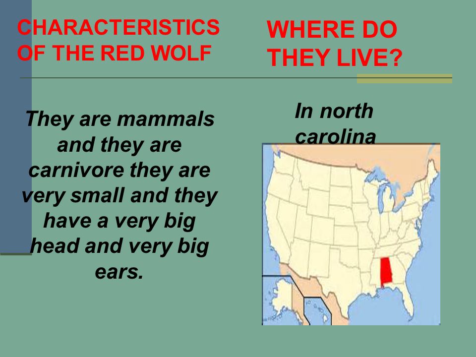 CHARACTERISTICS OF THE RED WOLF They are mammals and they are carnivore they are very small and they have a very big head and very big ears.