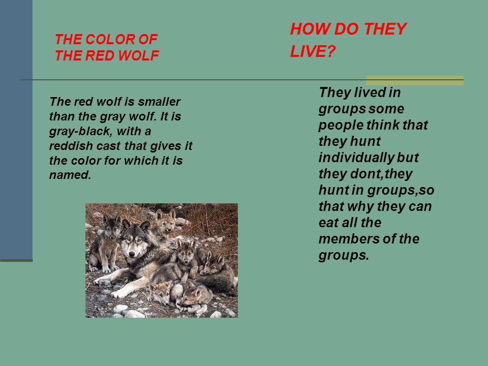 The red wolf is smaller than the gray wolf.