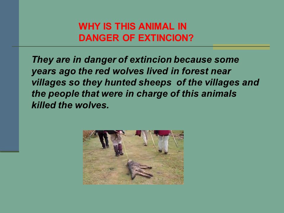WHY IS THIS ANIMAL IN DANGER OF EXTINCION.
