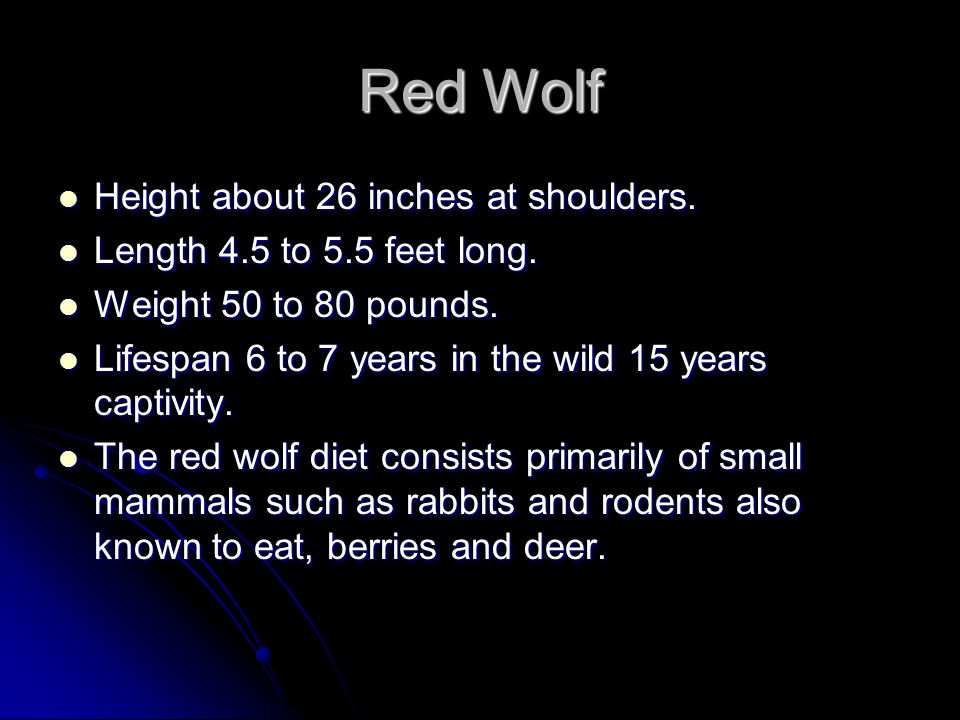 RED WOLF Endangered Animal Report by Jacob and Anthony