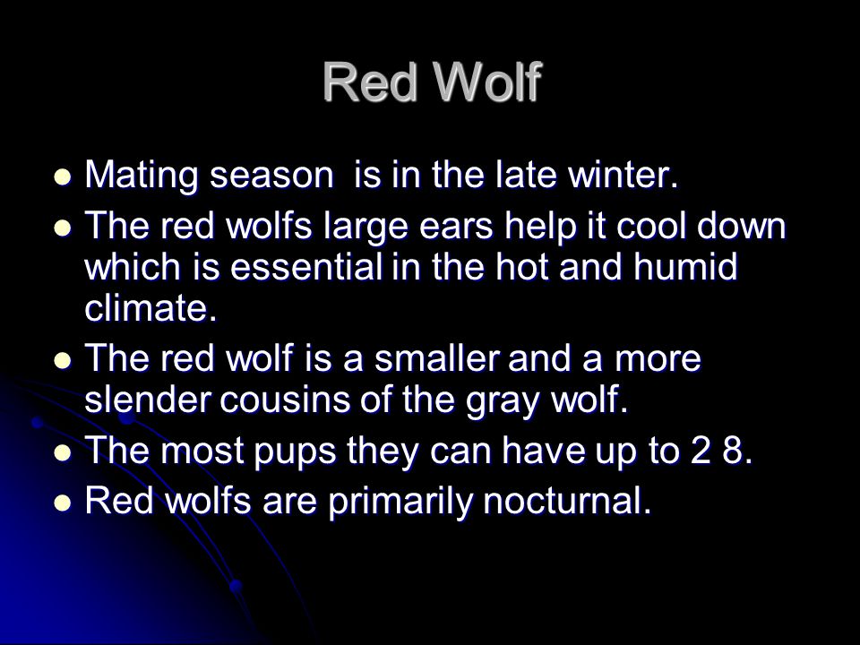 Red Wolf Height about 26 inches at shoulders. Height about 26 inches at shoulders.