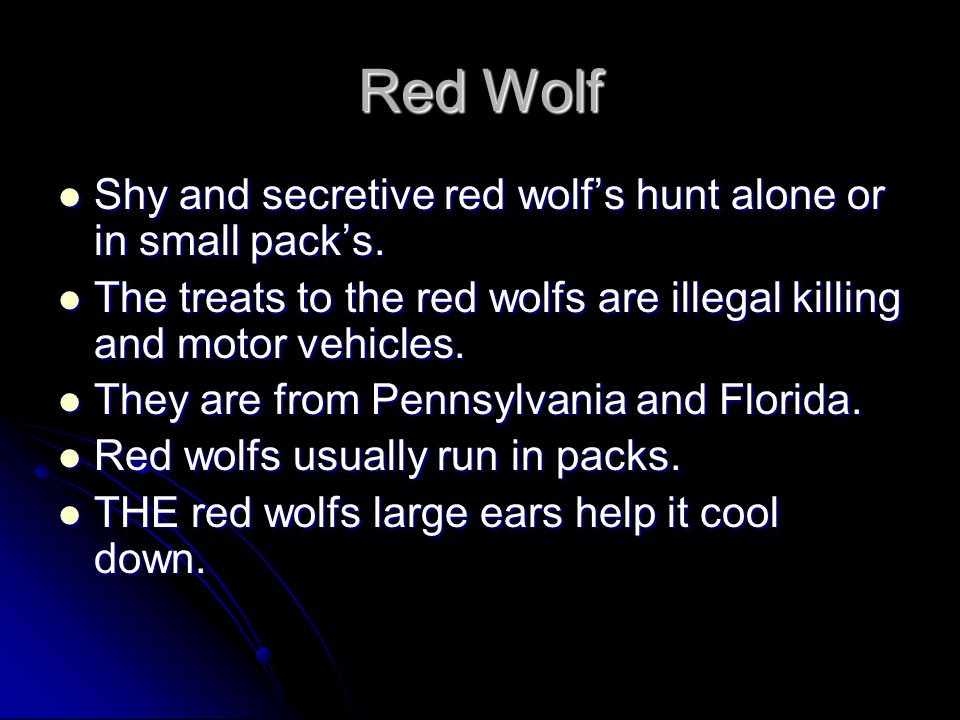 Red Wolf Mating season is in the late winter. Mating season is in the late winter.