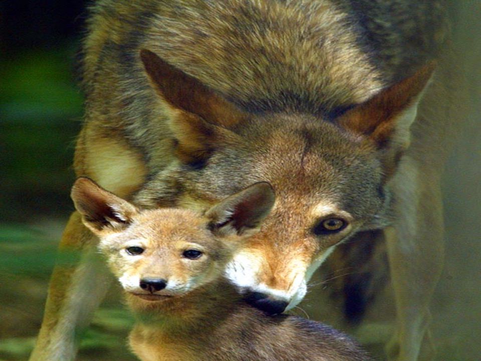 Red Wolf Shy and secretive red wolf’s hunt alone or in small pack’s.