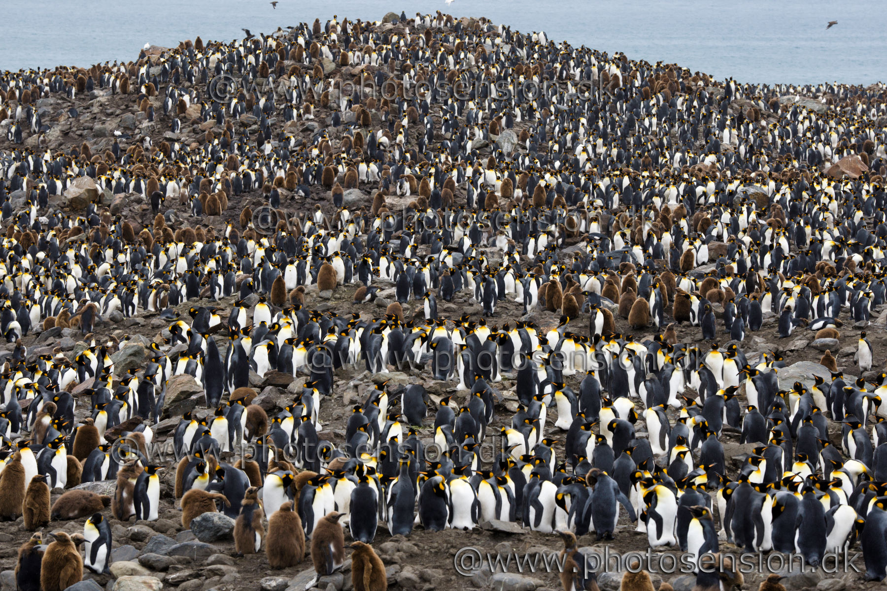 King penguin hill at  St. Andrews Bay