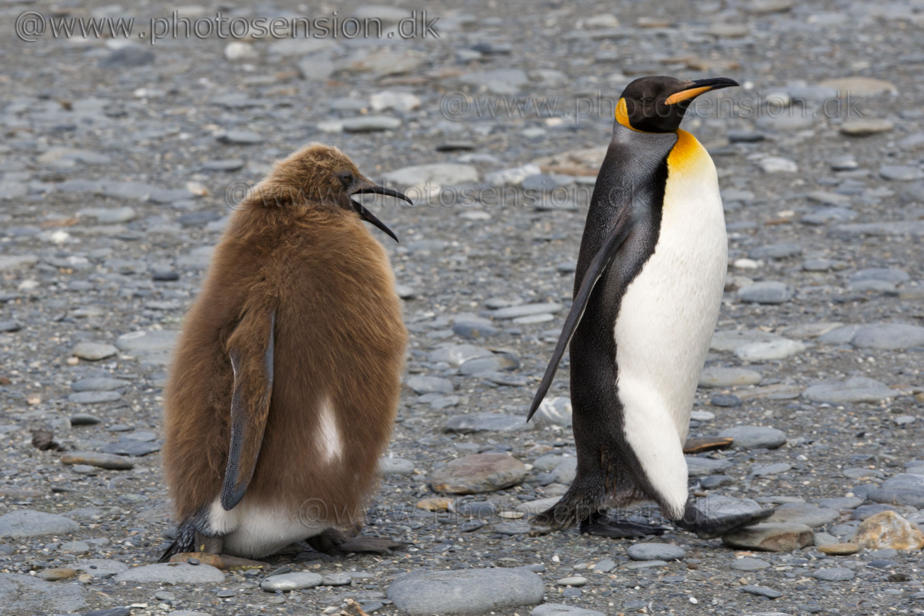 Teenage King Penguin chick begging for food