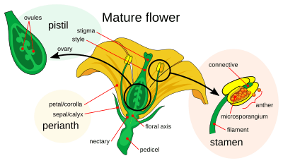 Mature flower diagram