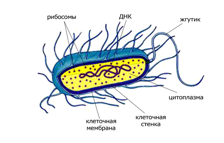 Прокариотическая клетка бактерий