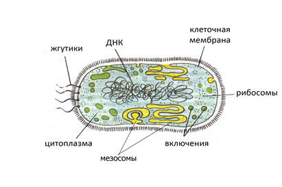 Прокариотическая клетка
