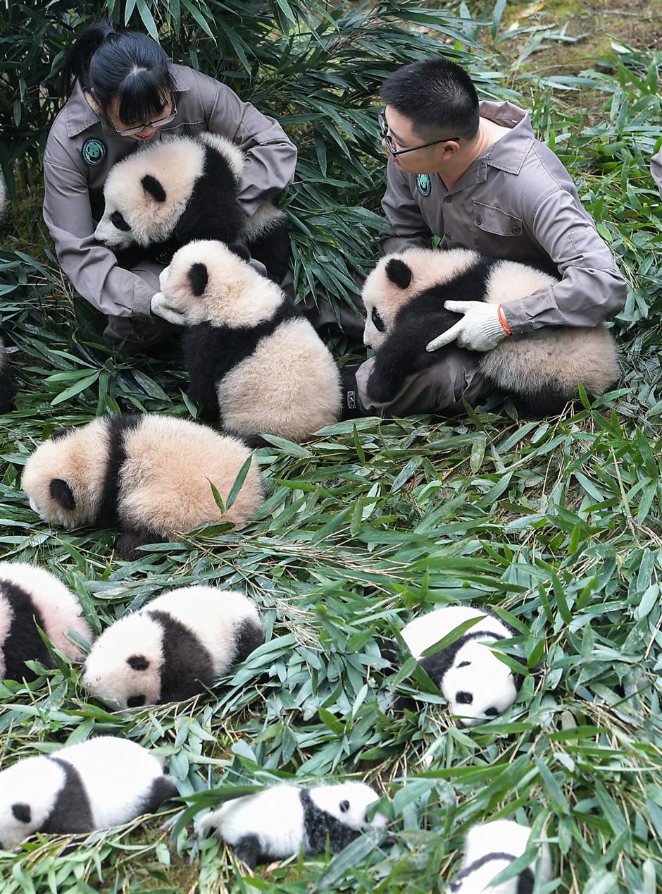 Родина панд. Сычуань резерваты Панда. Ареал панды. Большая Панда. Гигантская Панда.