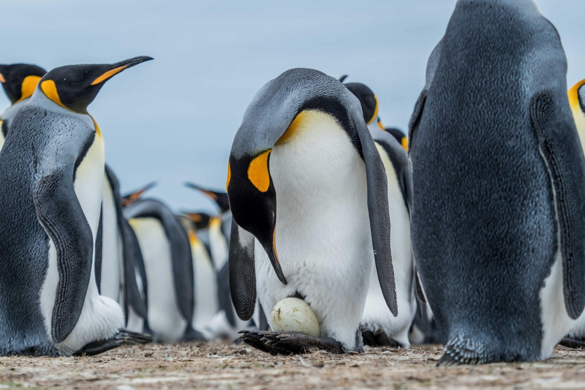 Пингвины в дикой природе. Отряд Пингвинообразные. Пингвин. Пингвин фото.