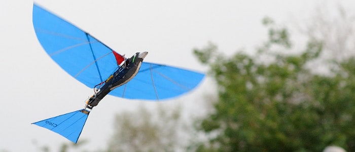 RC ORNITHOPTER