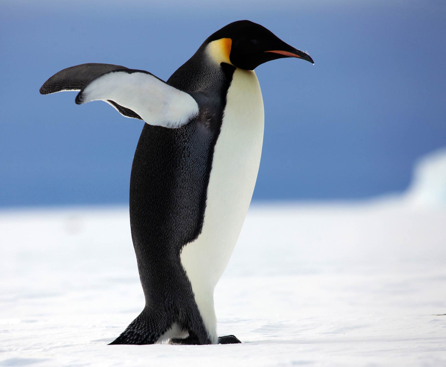 Пингвины Императорский Пингвин