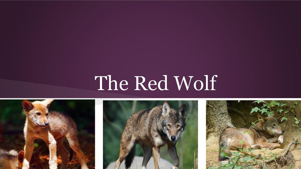 The Red Wolf