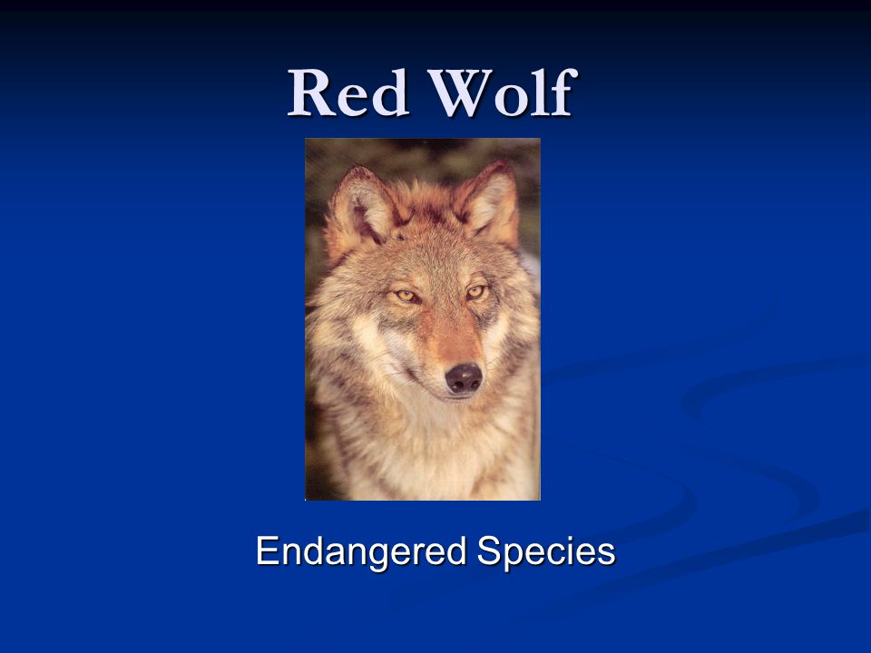 Red Wolf Endangered Species